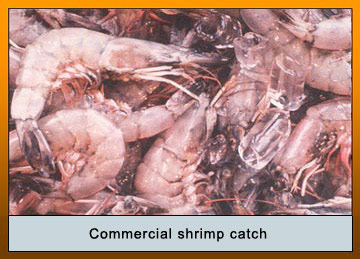 Photo of commercial shrimp catch