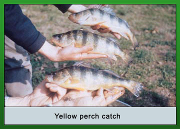 Photo of Yellow perch catch