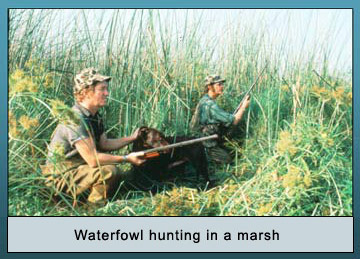 Photo of waterfowl hunting in a marsh