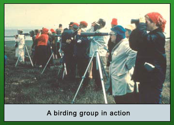 a birding group in action