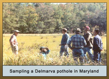 Photo of sampling a Delmarva pothole in Maryland