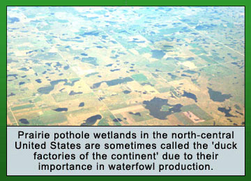 Aerial photo of prairie pothole wetlands in the north-central United States are sometimes called the 'duck factories of the continent' due to their importance in waterfowl production.